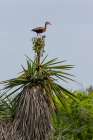 Texas, Cameron County. Laguna Atascosa NWR, black-bellied whistling duck on Spanish dagger (yucca). Art Print